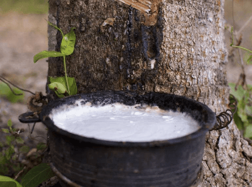 采集乳膠過程圖